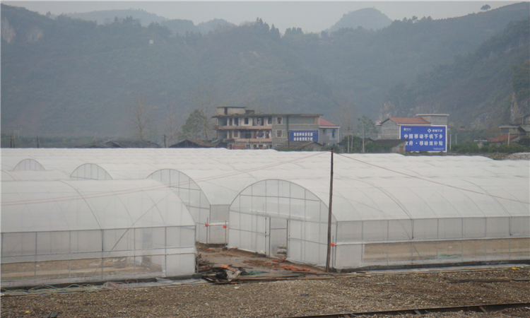 湖南麻阳柑橘种植基地